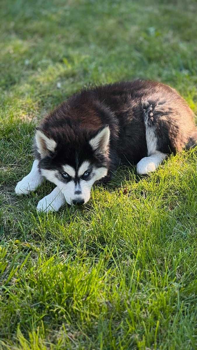 Husky niebieskooki piesek