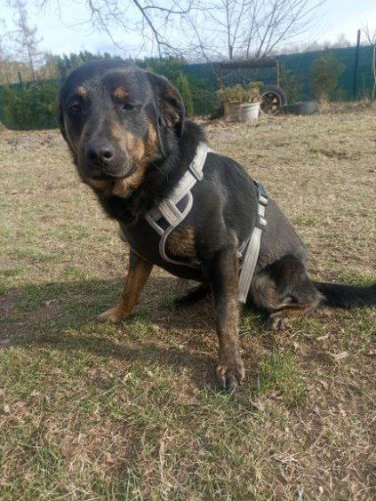 Bobek 1,5 roku do adopcji