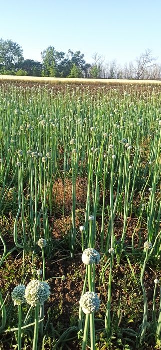 Семена /Насіння лука  цибулі ціна залежить від Об'єму