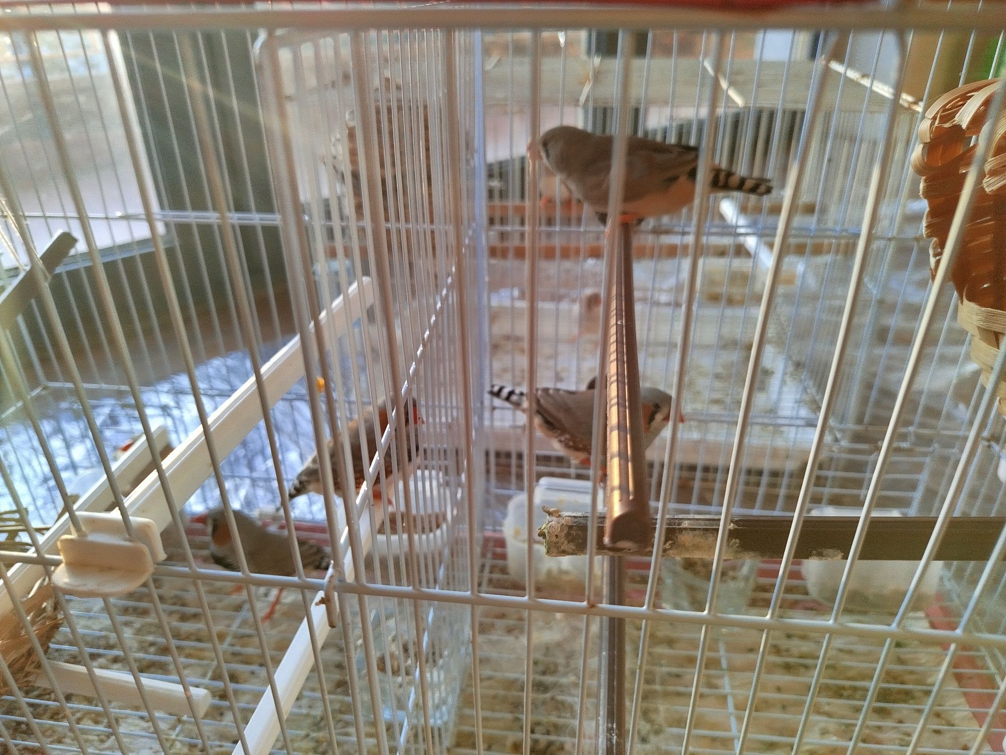 Vendo casais de Mandarins