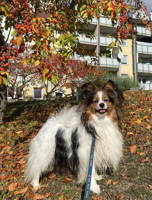 Papillon Spaniel Kontynentalny reproduktor ZKwP- FCI
