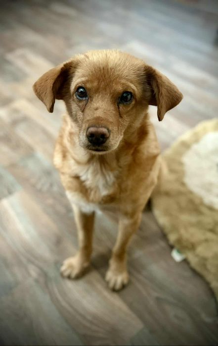 Oddam za darmo, do adopcji, śliczna Misia szuka domu