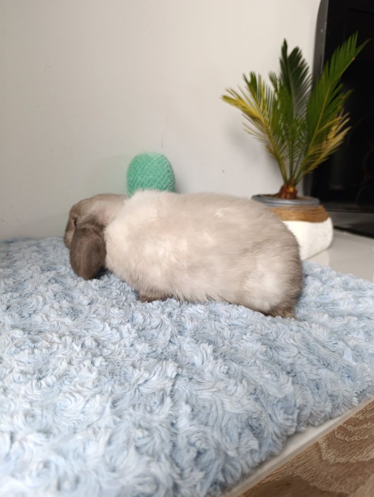 Królik króliczek mini lop hodowla zarejestrowana