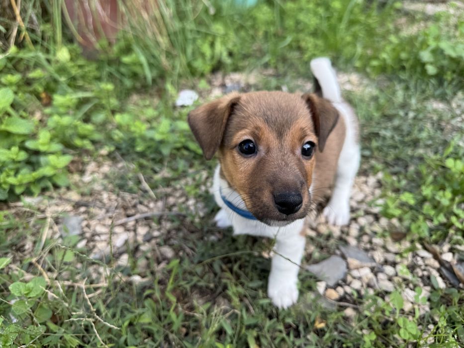 Jack Russel Terrier  macho pelo curto com registo e afixo
