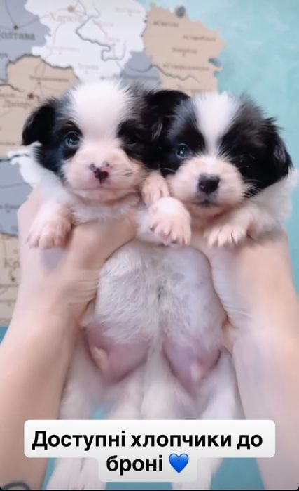 Професійний розплідник пропонує