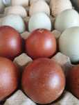 Ovos Marans ferteis