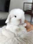 Mini lop karzełek Teddy hodowla zarejestrowana