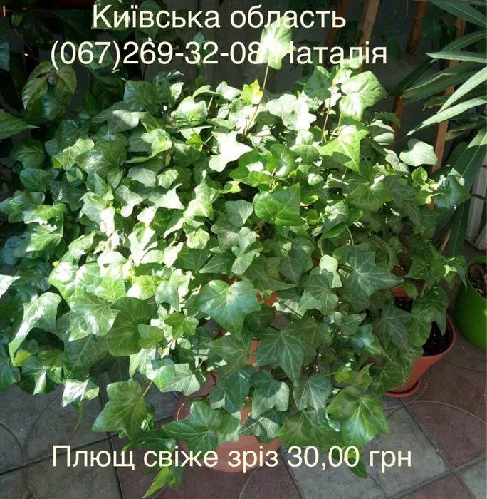 Клеродендрум. Плющ види