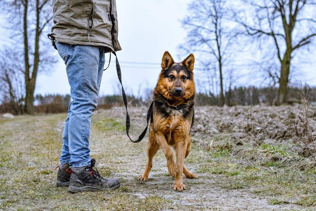 Sid troszkę w typie owczarka niemieckiego szuka domku