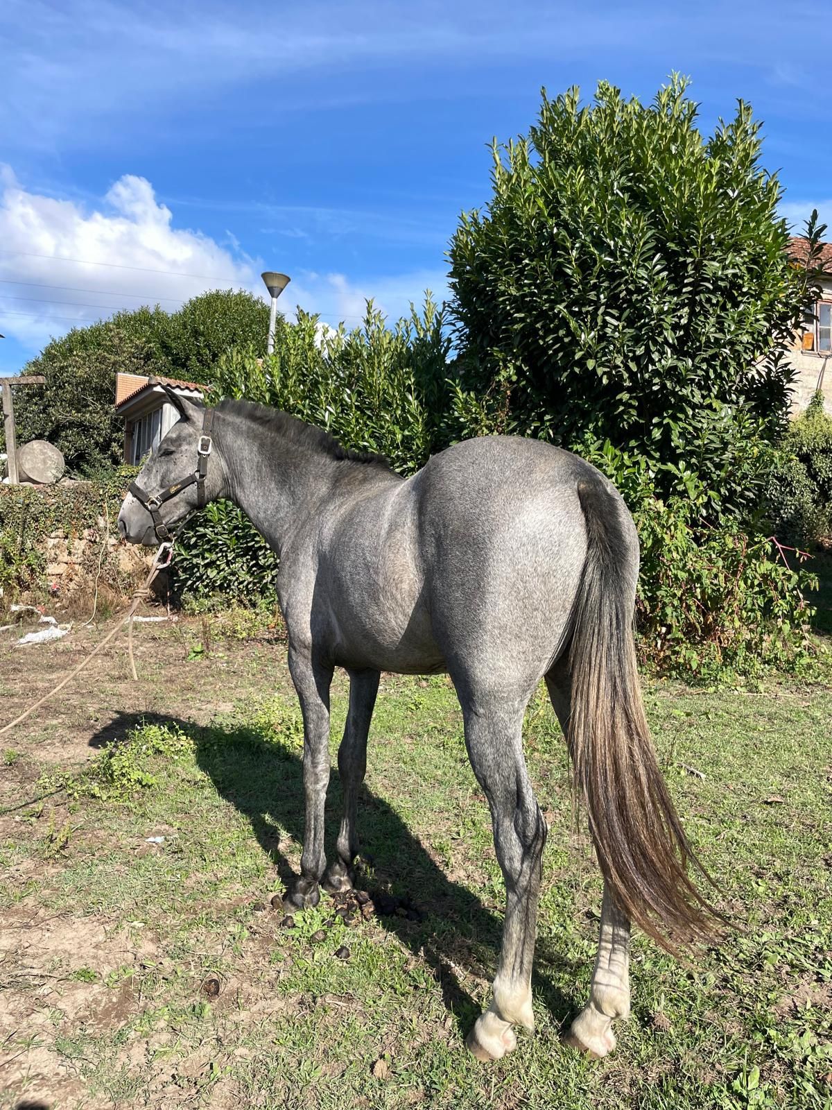 Cavalo Lusitano PSL