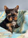 Yorkshire terrier sunia