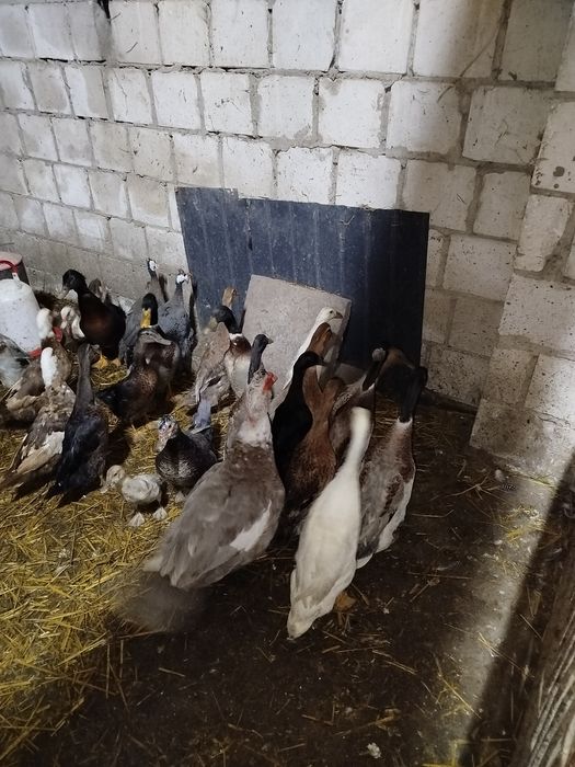 Bieguski kaczorki