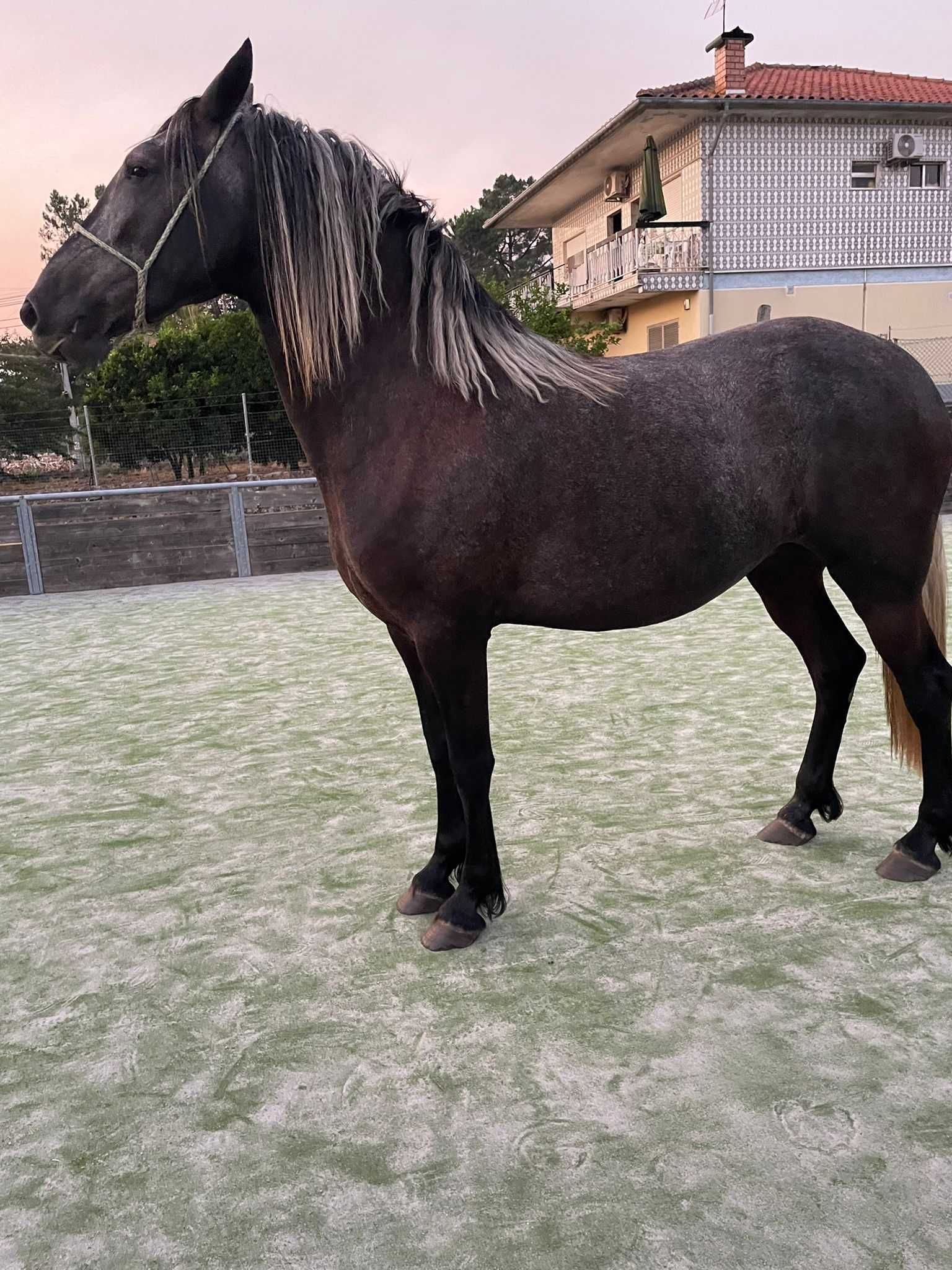Poldra frison 3 anos