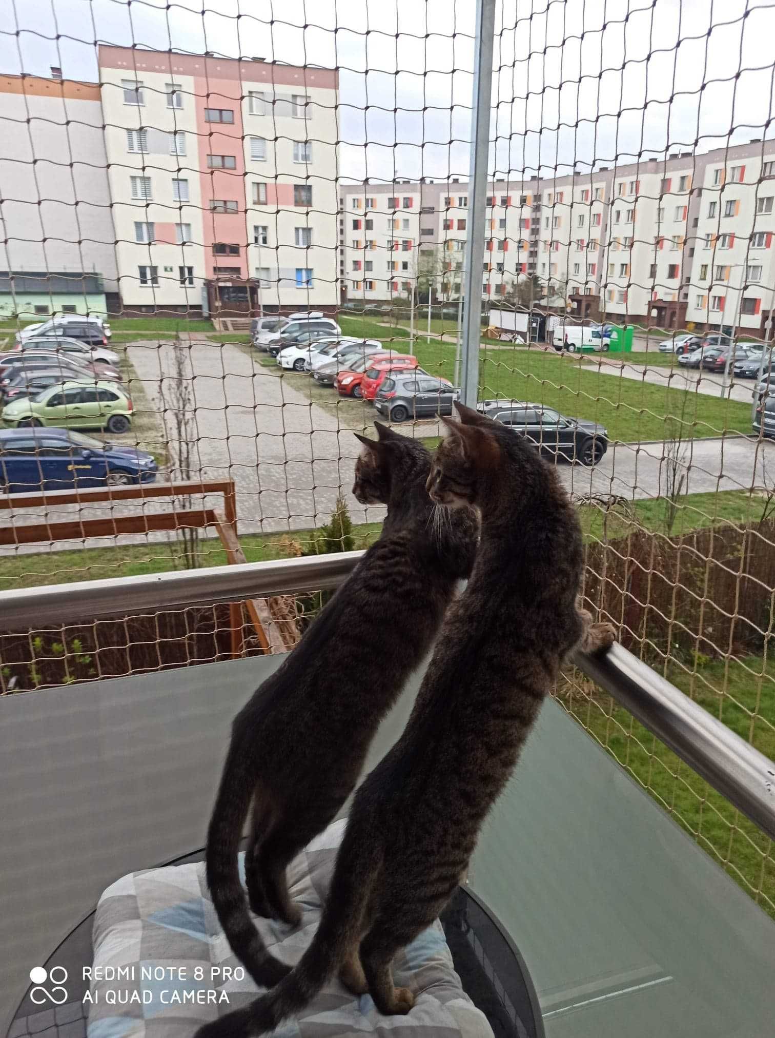 Siatka na balkon, siatka dla kota, przeciw gołębiom