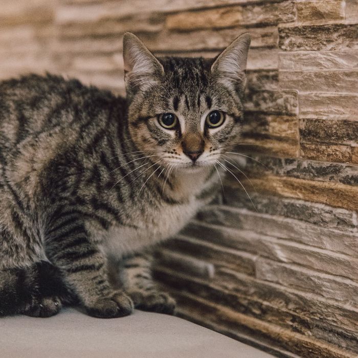 Gatinhos bebes para adoção responsavel
