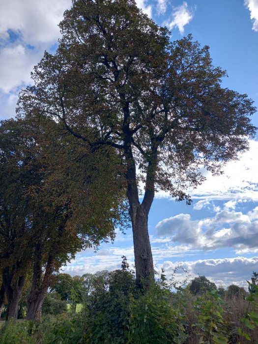 Skup kory drzewa z kasztana