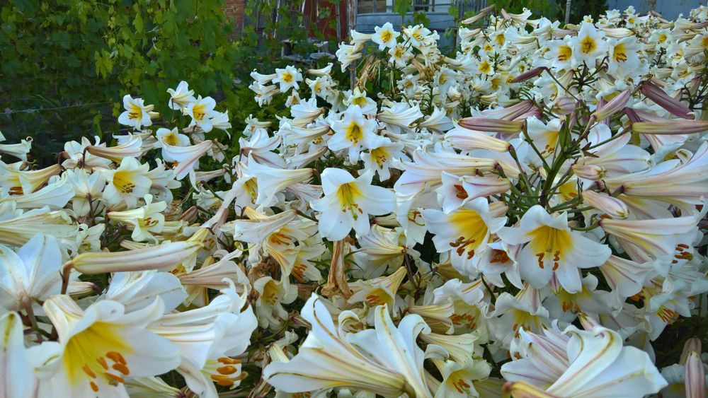 Лилии белые (королевские) трубчатые и ЛО гибриды, луковицы.