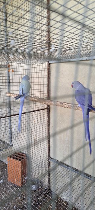 Ring necks duplos portadores cc e opalino 2023 e 2024 opalinas / cc