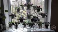 Підставка для квітів на 29 чаш, Глоксинія