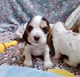 Cocker spaniel angielski- zapraszamy do rezerwacji