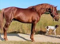 Cavalo lazao lusitano
