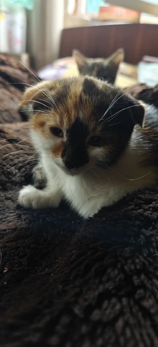 Вислоухая девочка