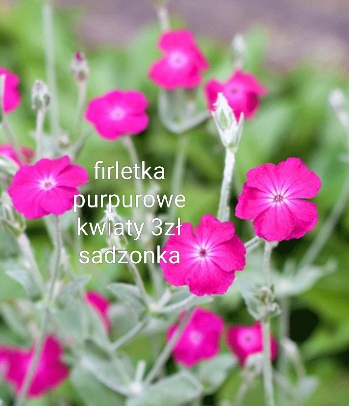 Trawa śniadek żurawka sadzonki