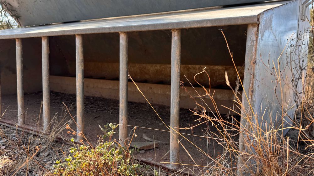 comedouro de porco para bebês