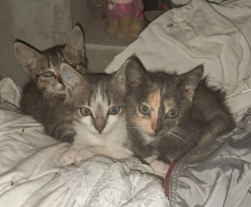 Котята в добрые руки.
