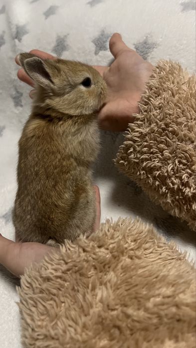 Кролик карликовий подарунок під ялинку