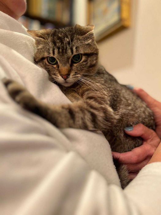 кошеня 8 місяців, лагідний котик,кіт, красивий