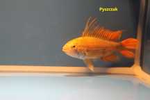 Pielęgniczka Kakadu