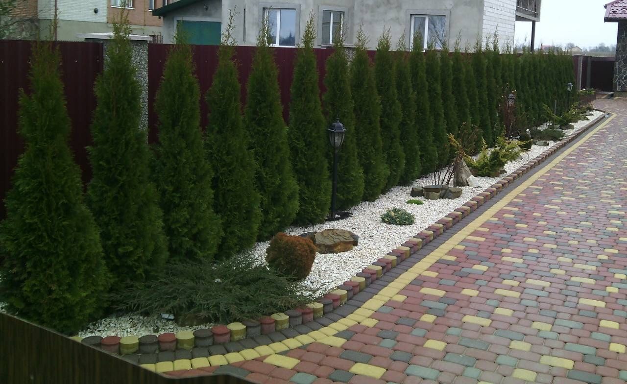 Туя Туї 3-4-5м.Колоновидна.Смарагд.Брабант та ін.Краща якість та ціна.