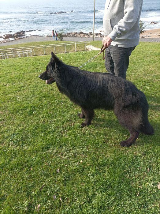 Pastor alemão pêlo comprido