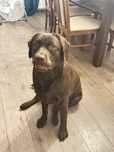 Labrador retriever suka