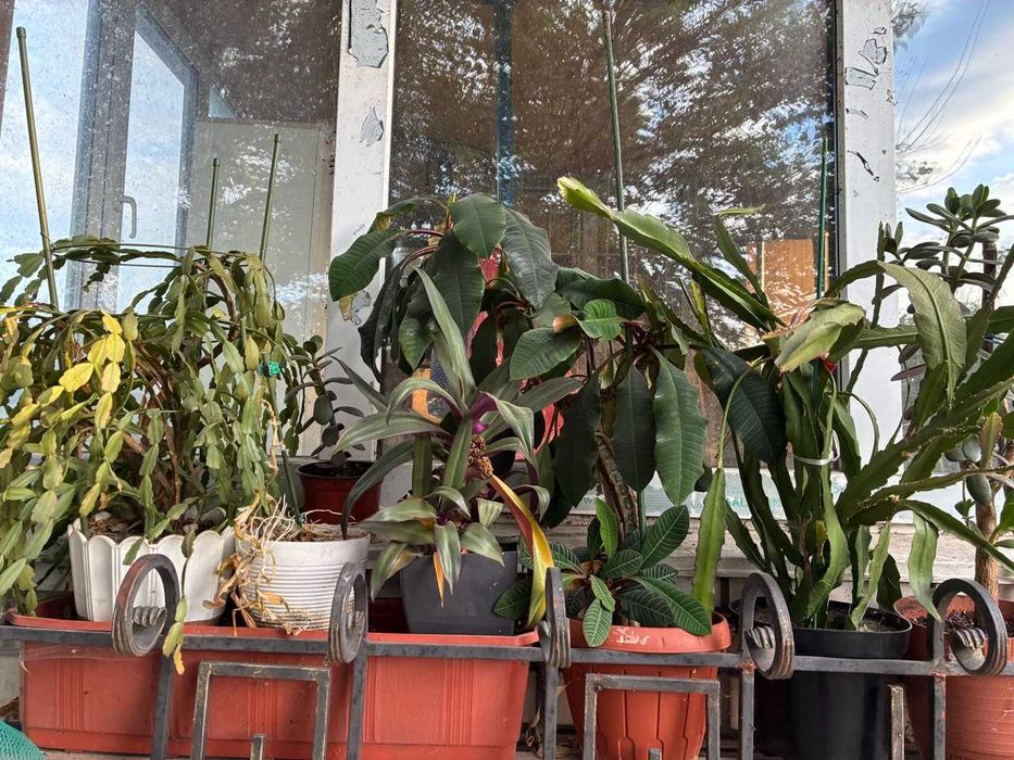 Комнатные цветы.