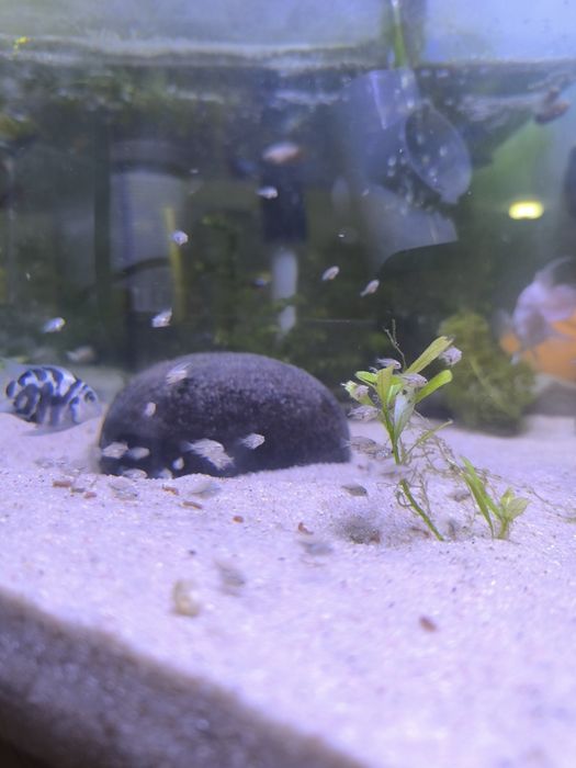 Peixe papagaios anão