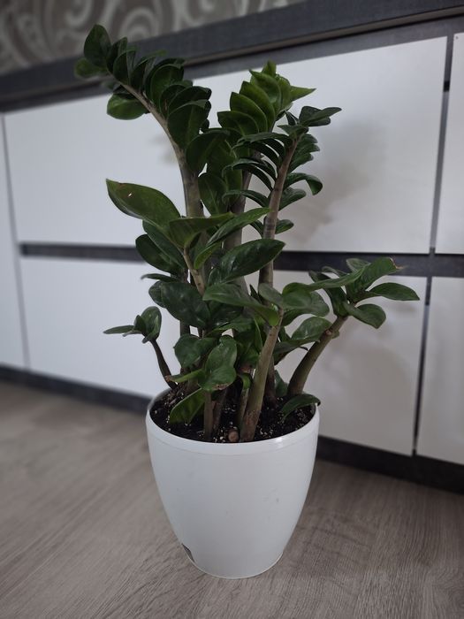 Заміокулькас Зензі (Zamioculcas zamiifolia 'Zenzi')