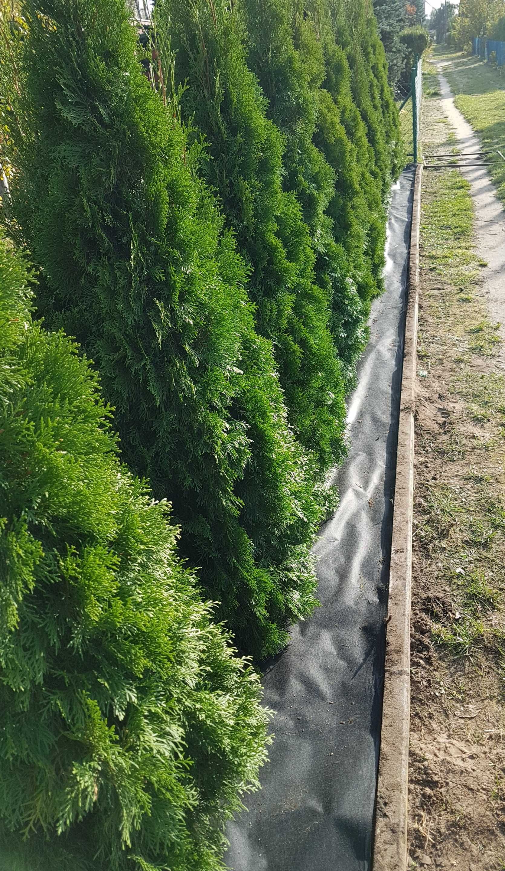 Thuja Tuja  Danica  Szmaragd