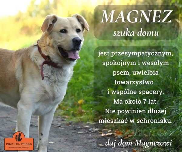 Magnez - duży pies do adopcji