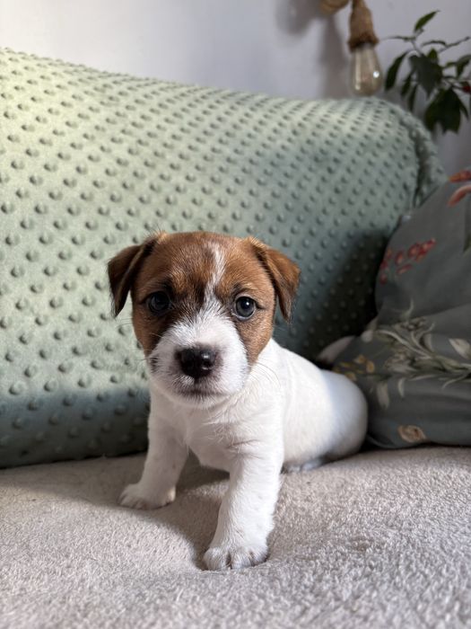 Jack russell terrier suczka (FCI)