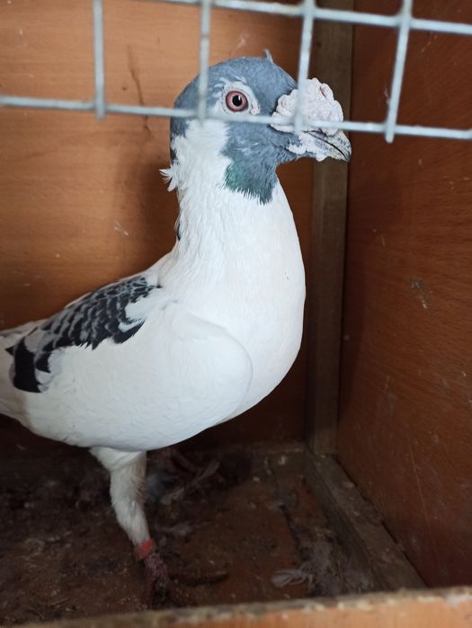 Gołębie staropolskie samiec