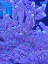 szczepki zestaw 6 korali akwarystyka morska