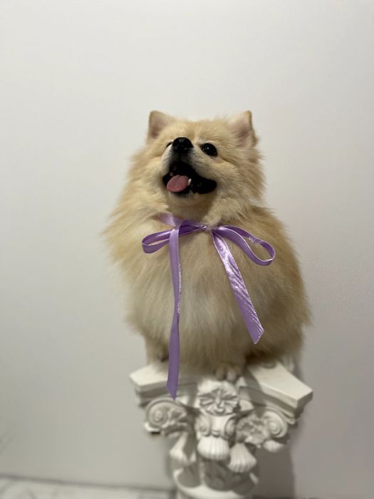 Всього 2 Чарівних Померанських шпіців