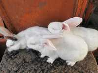 Młode zdrowe króliki