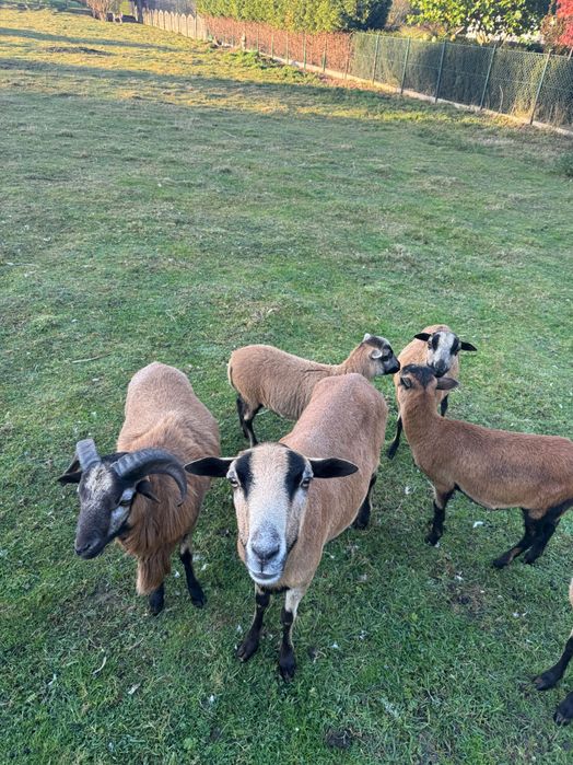 Jajka z wolnego wybiegu