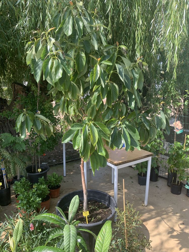 Abacateiro Gwen – ideal para quintal ou jardim