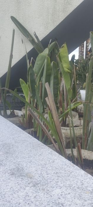 Palmeira marcuzan mais estrelicias