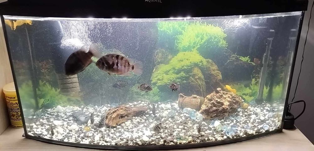Akwarium Aquaell 120L+ bardzo dużo dodatków