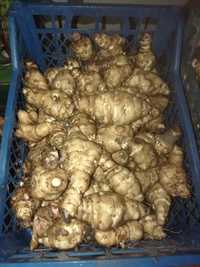 Топінамбур , земляна груша урожай 2024 року 20 грн  кг.
